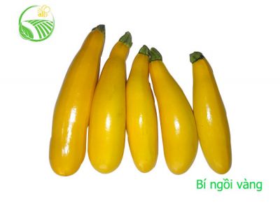 Yellow Zucchini Yellow Zucchini