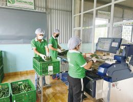 Thảo Nguyên xây dựng chuỗi sơ chế nông sản Thảo Nguyên xây dựng chuỗi sơ chế nông sản