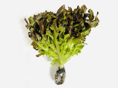 Hydroponic Red Frisee Lettuce Hydroponic Red Frisee Lettuce