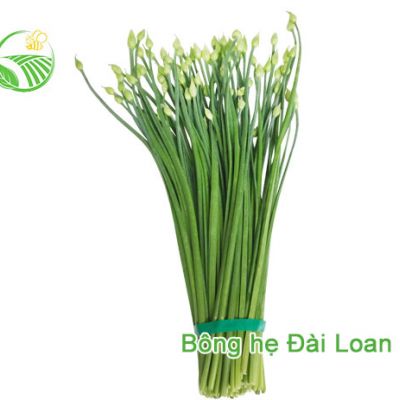 Bông Hẹ Đài Loan