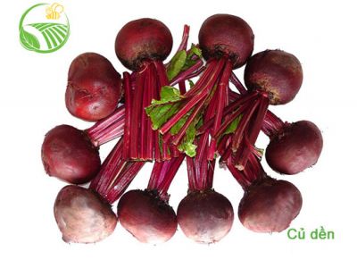 Beet Root Beet Root