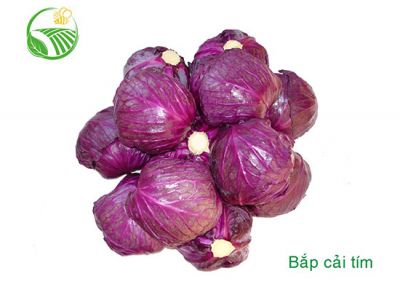 Purple Cabbage Purple Cabbage