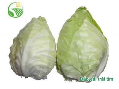 Heart Cabbage Heart Cabbage