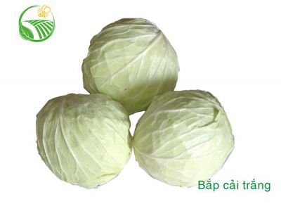 Cabbage Cabbage