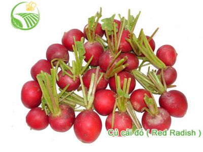 Radish Radish
