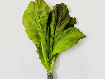 Hydroponic Mustard Leaves Hydroponic Mustard Leaves