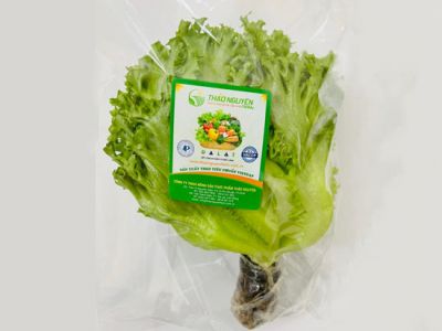 Hydroponic Glass Lettuce Hydroponic Glass Lettuce