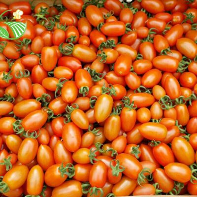 Cà Chua Roseberry Đỏ