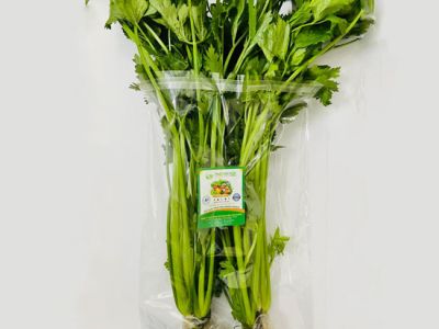 Hydroponics Celery Hydroponics Celery