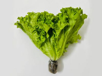 Hydroponic LoLo Lettuce Hydroponic LoLo Lettuce