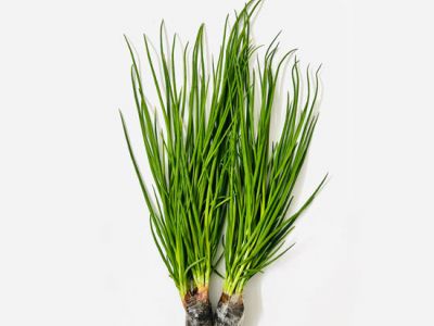 Hydroponic Green Onion Hydroponic Green Onion