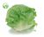 Iceberg Lettuce
