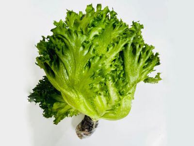 Hydroponic Glass Lettuce Hydroponic Glass Lettuce