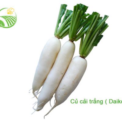 Củ Cải Trắng