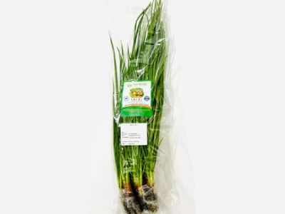 Hydroponic Green Onion Hydroponic Green Onion