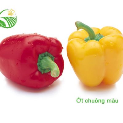 Ớt Chuông Màu