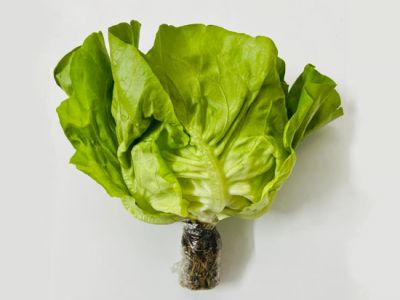 Hydroponic Fat Lettuce Hydroponic Fat Lettuce