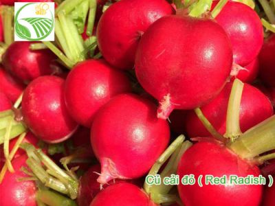 Radish Radish
