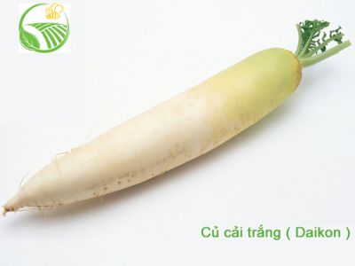 Daikon Daikon