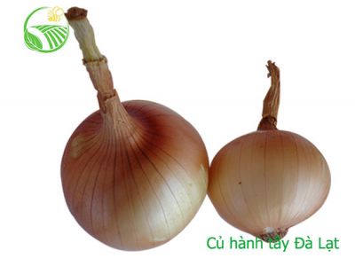 Onion Onion