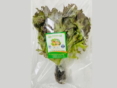 Hydroponic Red Frisee Lettuce Hydroponic Red Frisee Lettuce