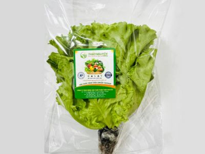 Hydroponic LoLo Lettuce Hydroponic LoLo Lettuce