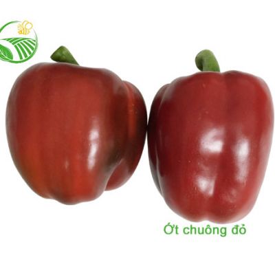 Ớt Chuông Đỏ