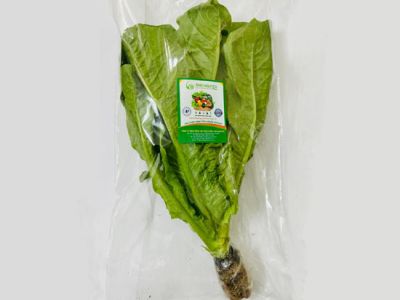Hydroponic Romain Lettuce Hydroponic Romain Lettuce