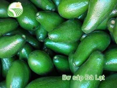 Avocado Avocado