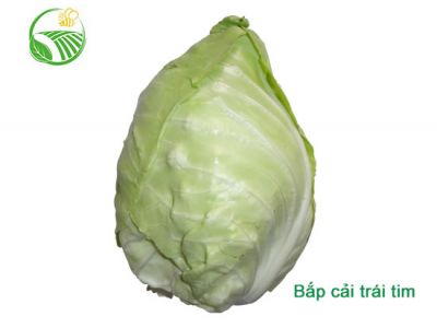 Heart Cabbage Heart Cabbage