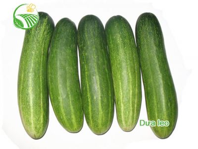 Cucumber