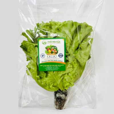 Xà Lách LoLo Thủy Canh