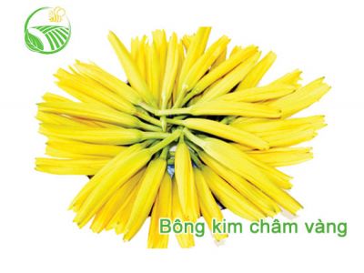 Flowers Yellow Needle Flowers Yellow Needle