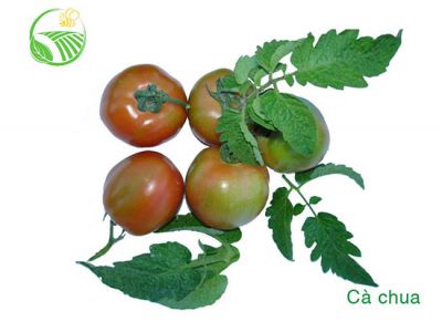 Tomato Tomato