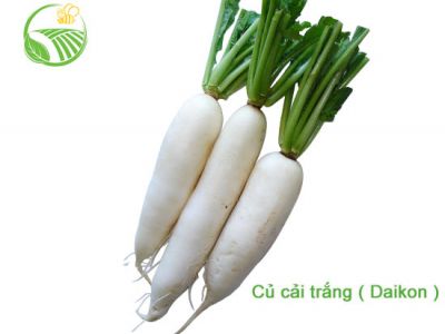 Daikon Daikon