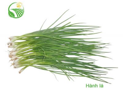 Hành Lá