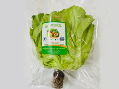 Hydroponic Fat Lettuce Hydroponic Fat Lettuce