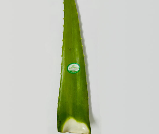 Thumbelina Zoom Image